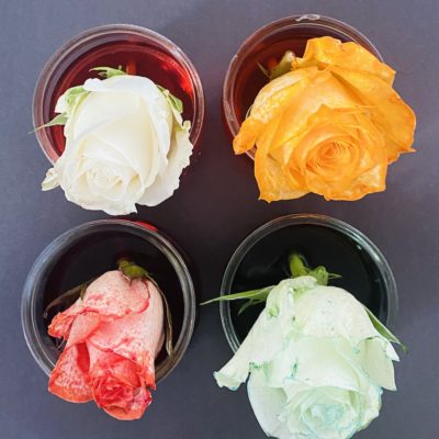 food colouring and flower science experiment